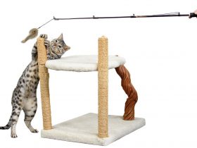 Photo Clipping Path